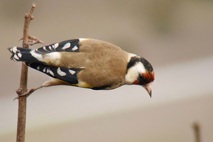 Goldfinch