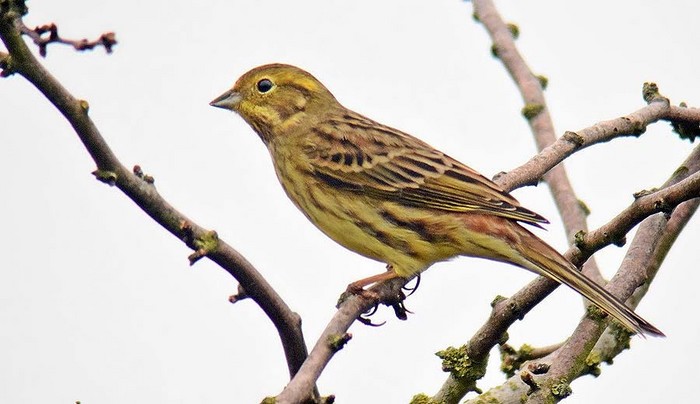 Yellowhammer