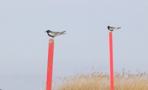 White-winged Black Tern