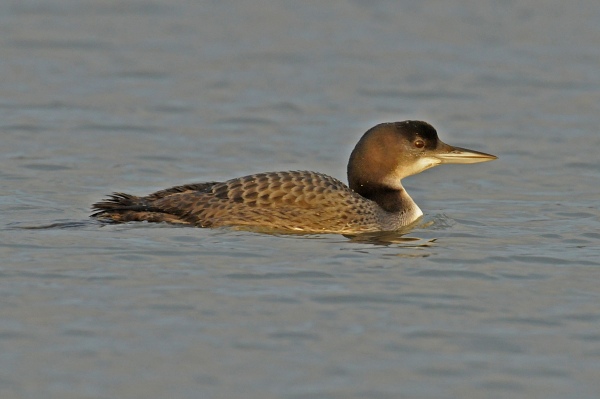 Great Northern Diver