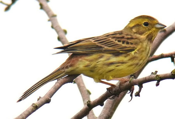 Yellowhammer