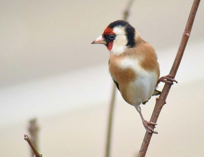 Goldfinch