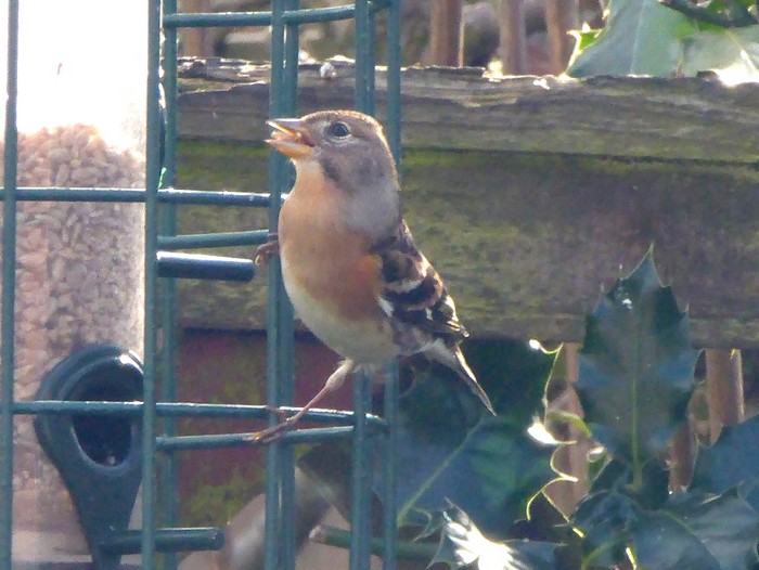 Brambling