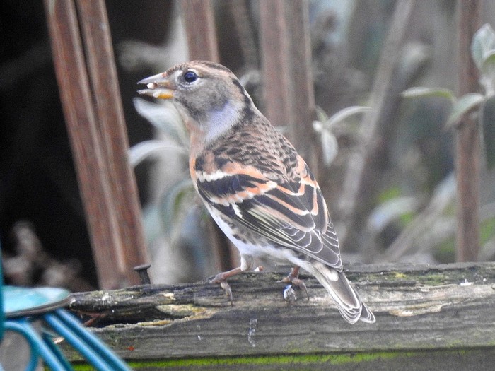 Brambling