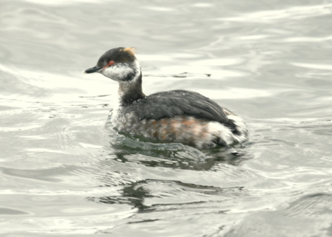 Slavonian Grebe