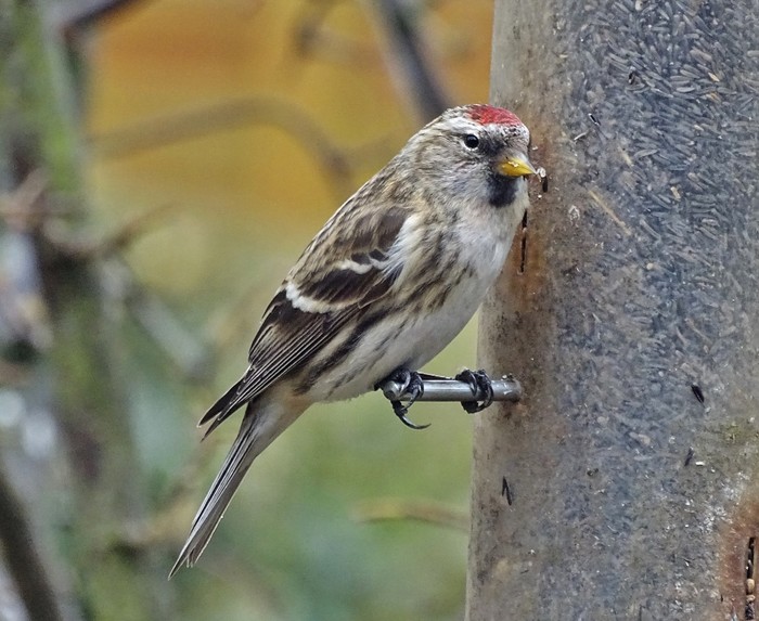 Mealy Redpoll