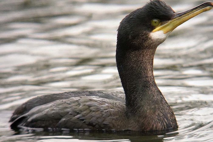 Shag
