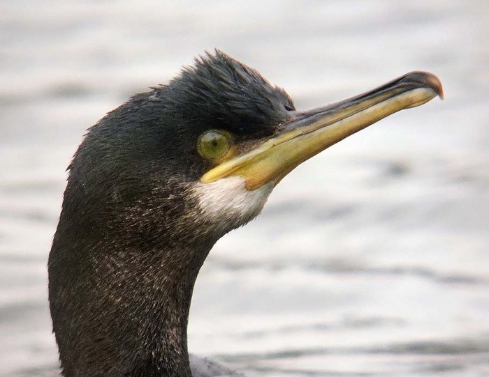 Shag