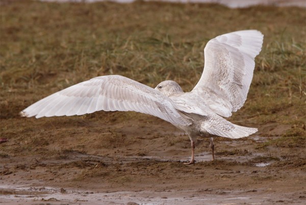 Glaucous Gull