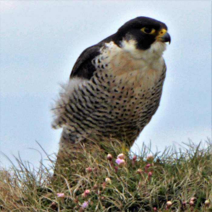 Peregrine