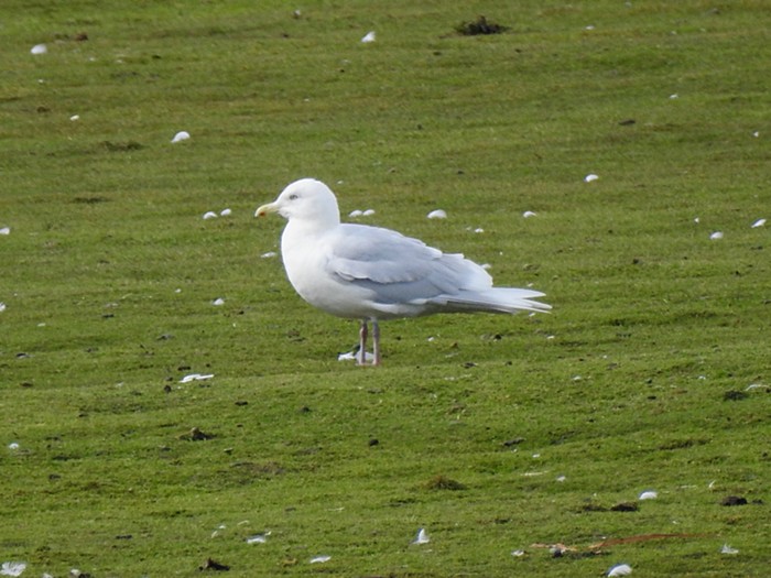 Iceland Gull