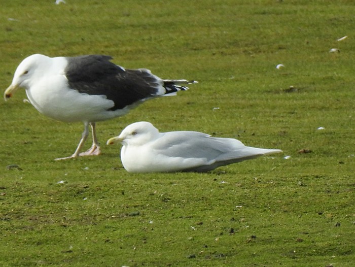 Iceland Gull