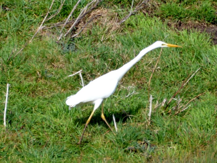 Great White Egret