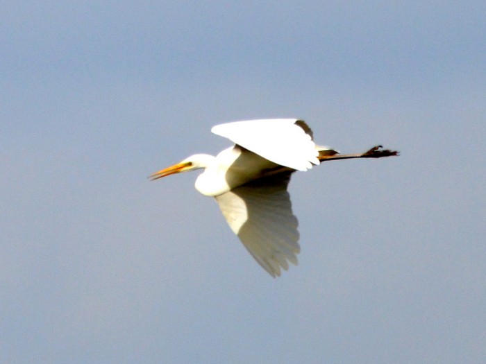 Great White Egret