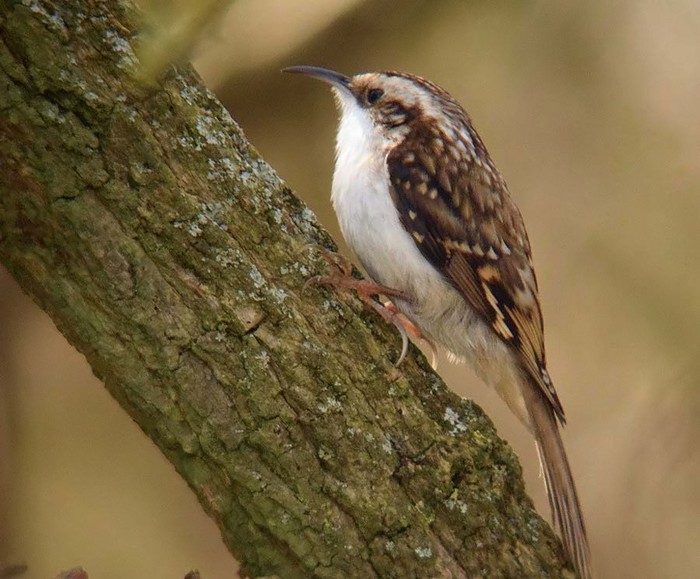 Treecreeper
