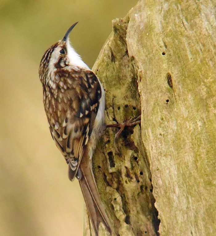 Treecreeper