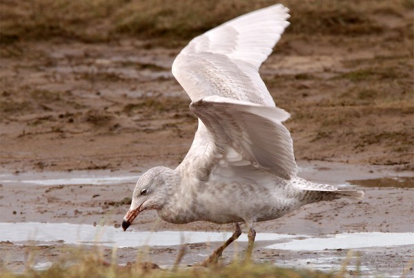 Glaucous Gull