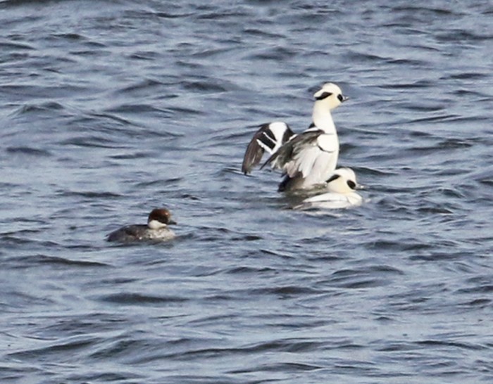 Smew