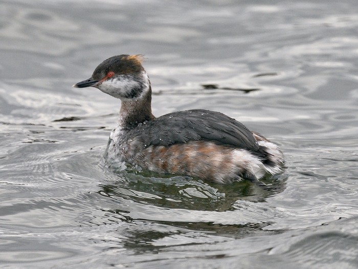 Slavonian Grebe