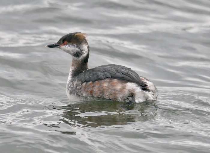 Slavonian Grebe