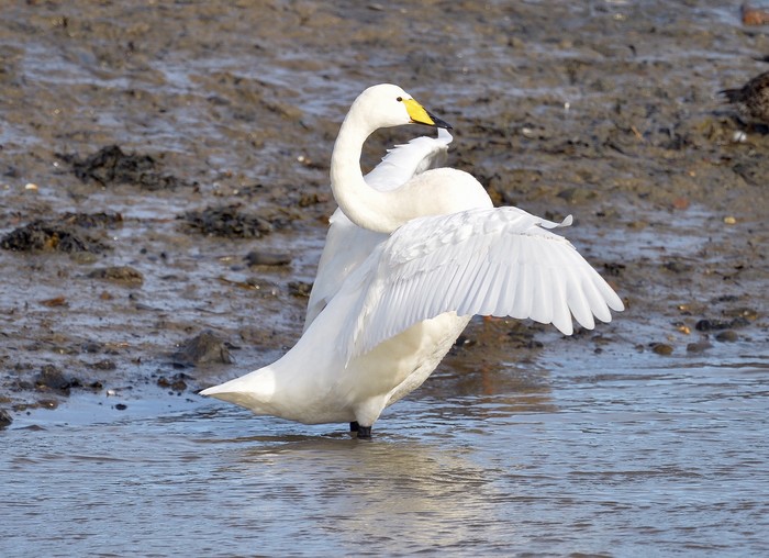 Whooper Swan