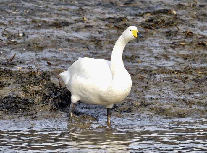 Whooper Swan
