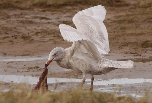 Glaucous Gull