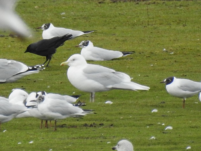 Iceland Gull