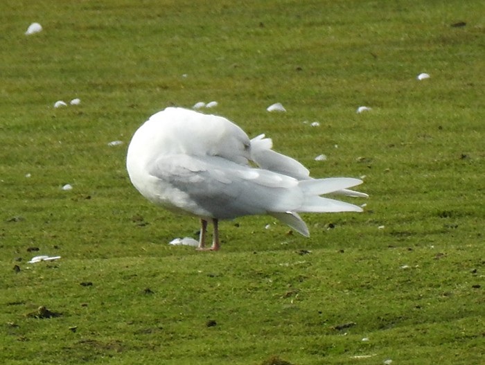 Iceland Gull