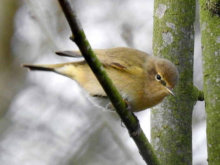 Chiffchaff