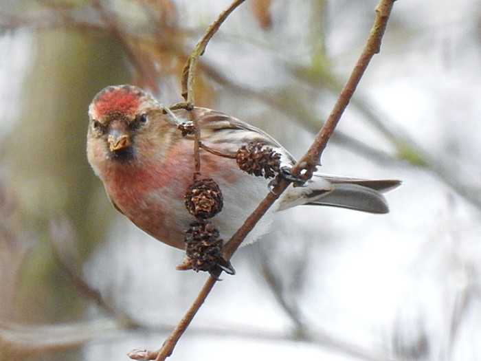 Lesser Redpoll
