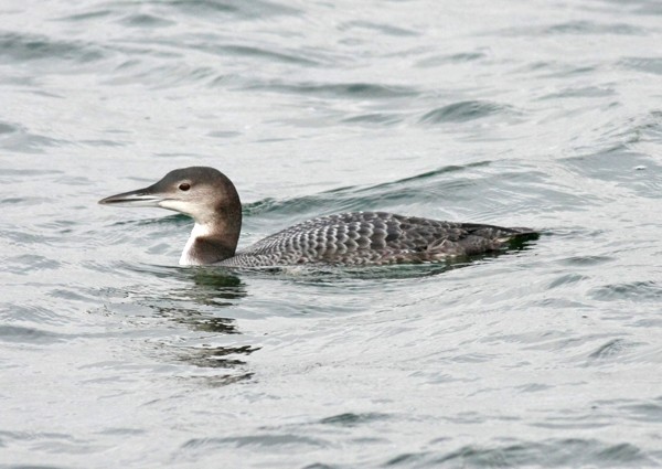 Great Northern Diver