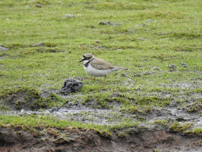 Little Ringed Plover