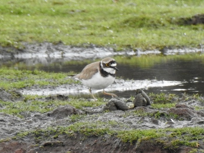 Little Ringed Plover