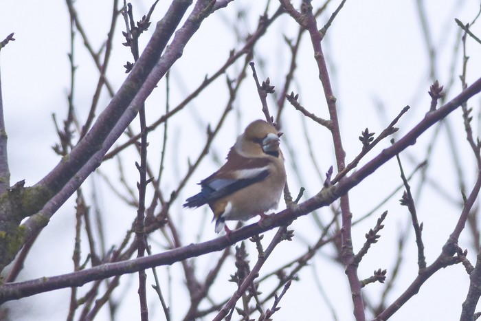 Hawfinch