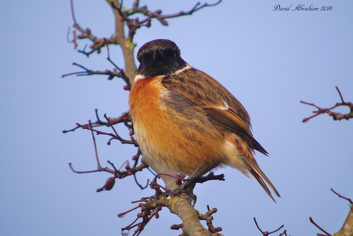 Stonechat