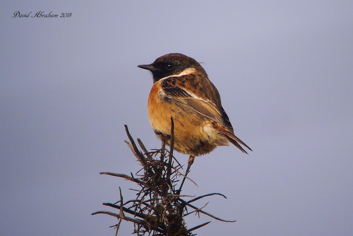 Stonechat