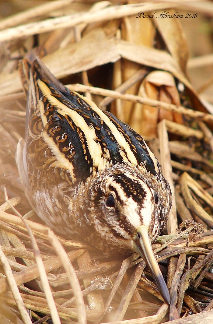 Jack Snipe