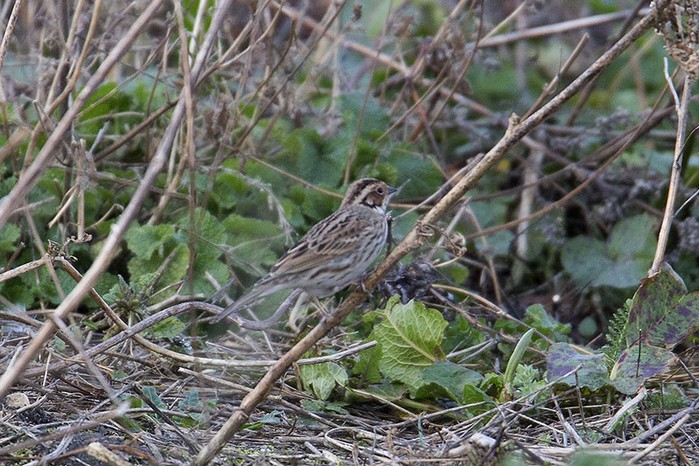 Little Bunting