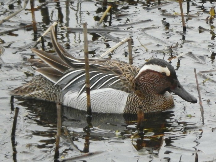 Garganey