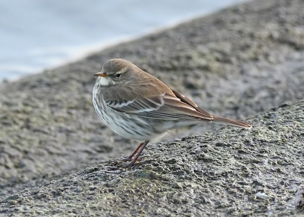 Water Pipit