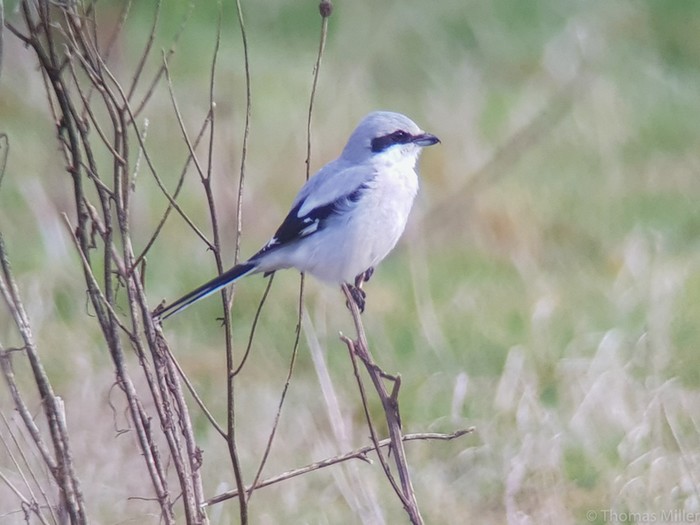 Great Grey Shrike
