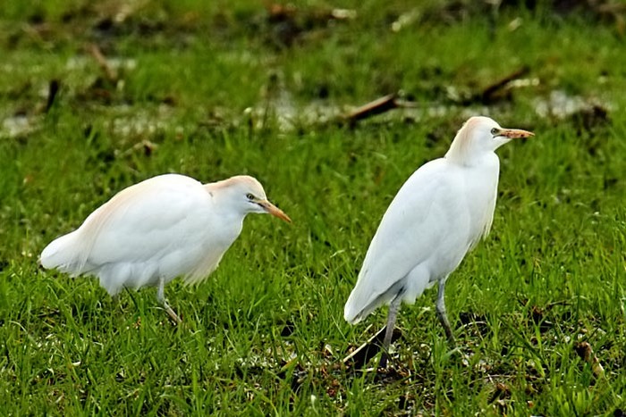 Cattle Egret