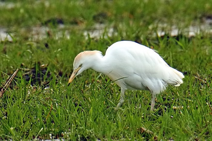 Cattle Egret