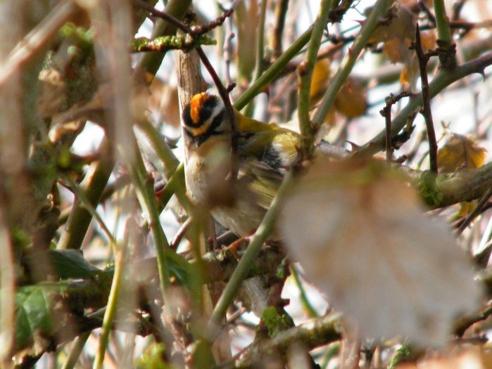 Firecrest