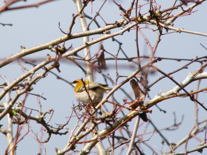 Firecrest