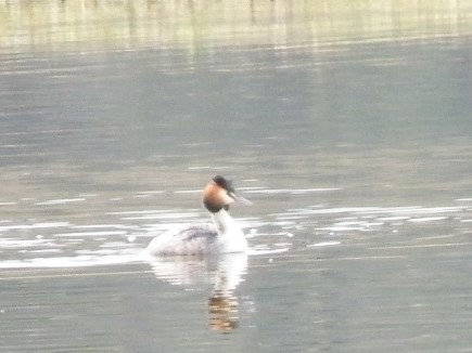 Great Crested Grebe