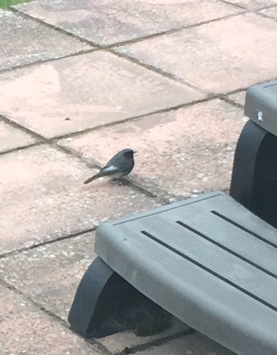 Black Redstart