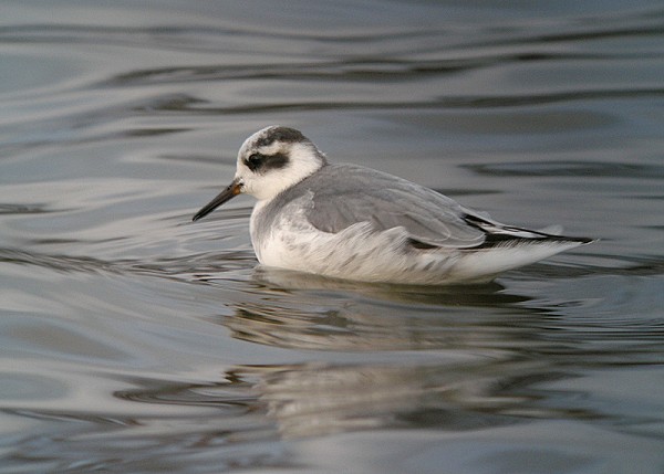 Grey Phalarope