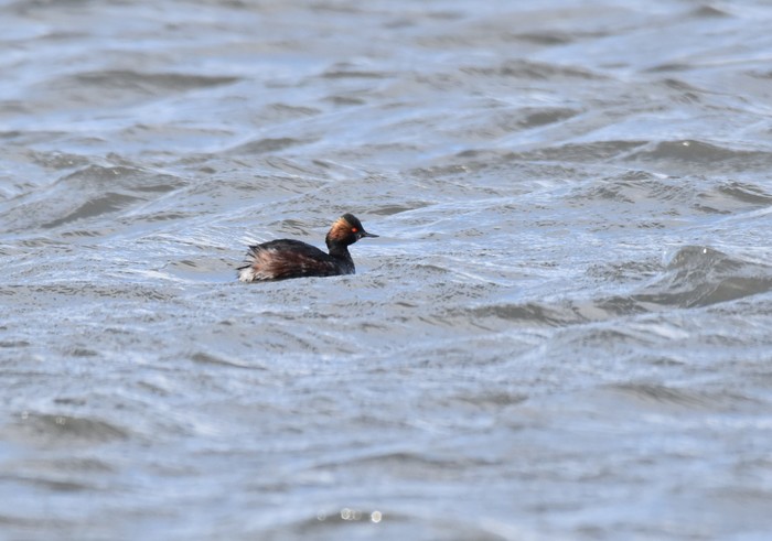 Black-necked Grebe